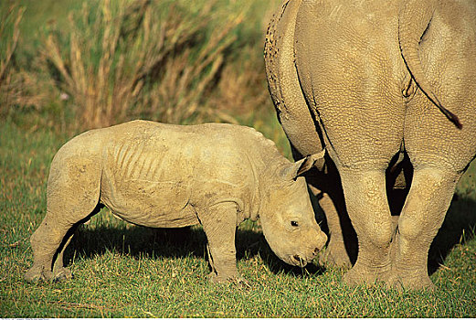 幼兽,犀牛,母兽,纳库鲁湖国家公园,肯尼亚