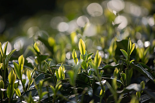 杭州西湖龙井春茶芽逆光