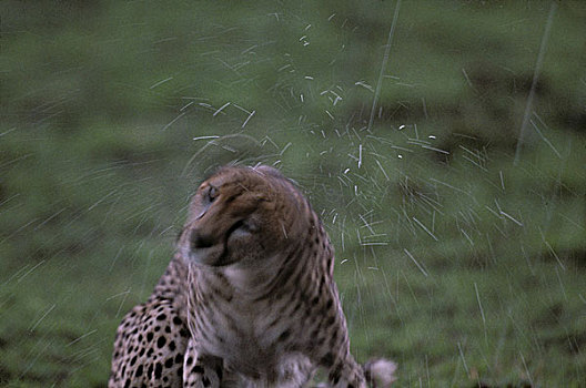 肯尼亚,马塞马拉野生动物保护区,成年,女性,印度豹,猎豹,奔流,雨,风暴,热带草原