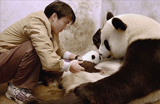 大熊猫,研究人员,教育,一个,2003年,幼兽,护理,毛皮,协助,哺乳,中国,研究中心,卧龙自然保护区