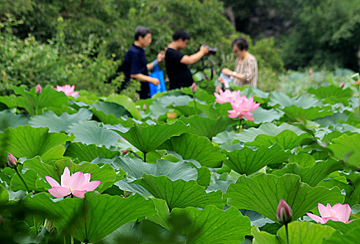 河北保定古莲池书院,荷塘夏日美景