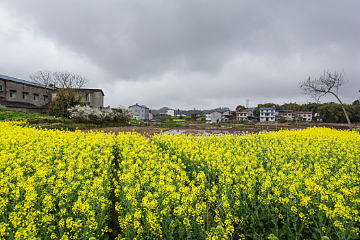 油菜花