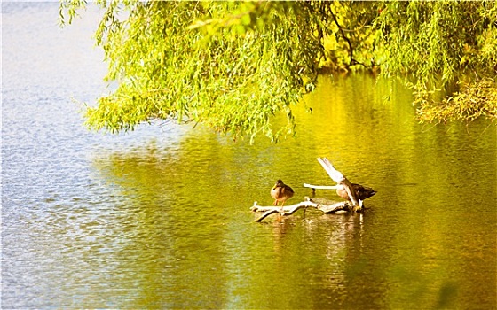 鸭子,鸟,动物,湖,河,野生动物,自然环境