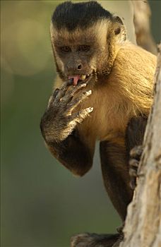 褐色,棕色卷尾猴,舔,手指,喝,栖息地,巴西