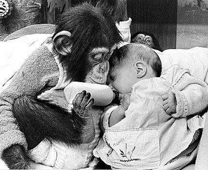 黑猩猩,尝试,喂食,婴儿,英格兰,英国