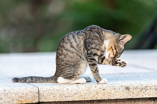 后院花园里玩耍的可爱猫眯