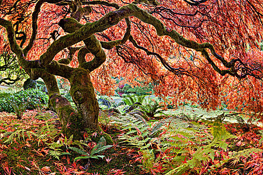 日本,枫树,树,秋天