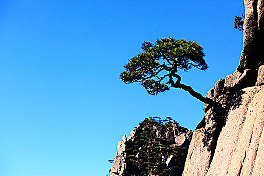 山,树木,岩石