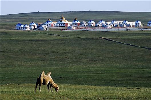 中国,草地,骆驼,游牧,蒙古包,帐篷,远景