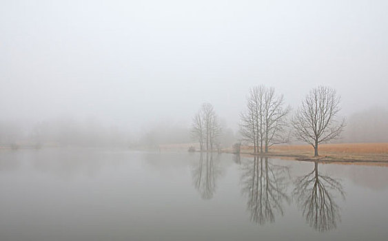 树,雾状,湖,冬天,阿肯色州,美国