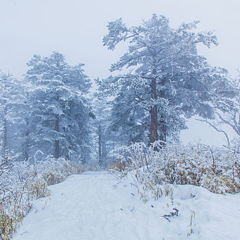 西岭雪山大雪的美丽风景