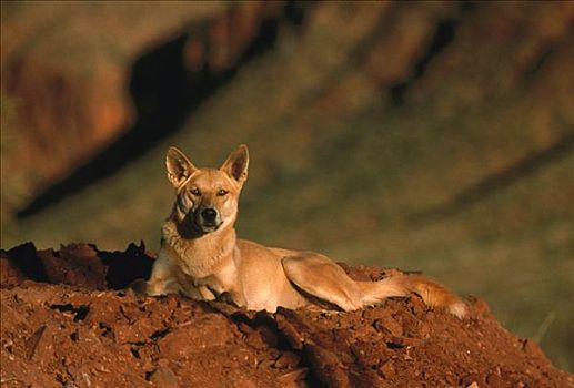 澳洲野狗,休息,物种,澳大利亚
