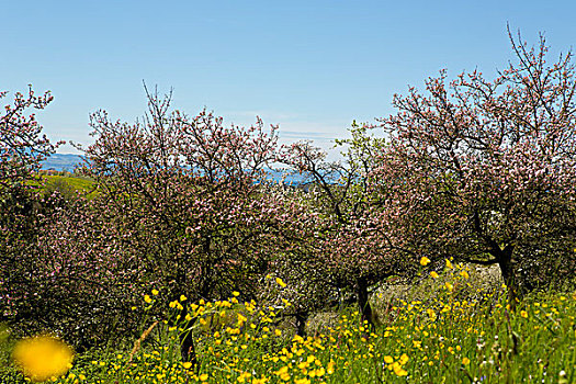 苹果树