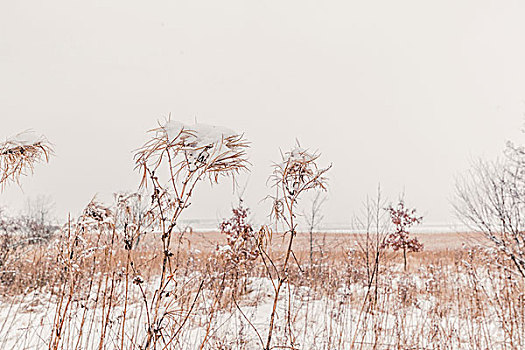 雪,高草,冬天