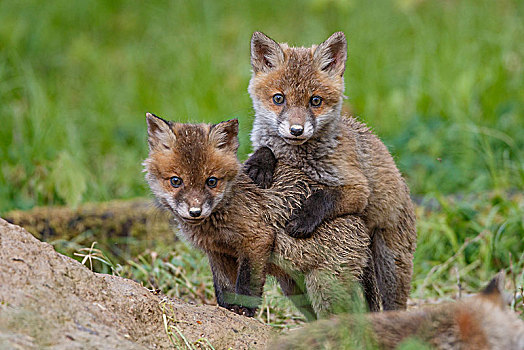 红狐,狐属,小动物,巢穴,玩,巴登符腾堡,德国,欧洲