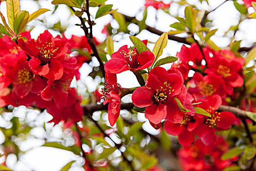 园林,花,石榴花