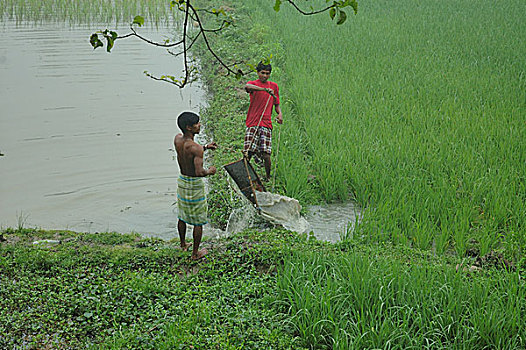 人工,灌溉,孟加拉,2008年