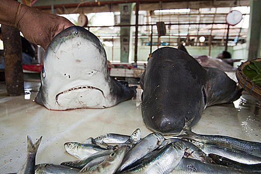 菲律宾,两个,头部,打谷机,鲨鱼,出售,市场
