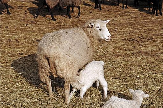 绵羊,吸吮,白色,羊羔,梅克伦堡前波莫瑞州,德国,欧洲