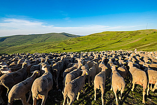 羊群,穿过,迁徙,道路,地点,省,索里亚,西班牙