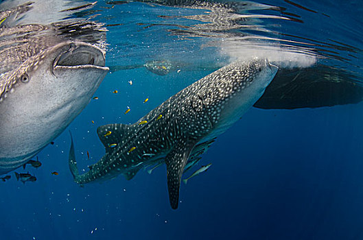 鲸鲨,喂食,蒲甘,湾,西巴布亚,印度尼西亚,渔民,看,幸运,敬意,旅游胜地
