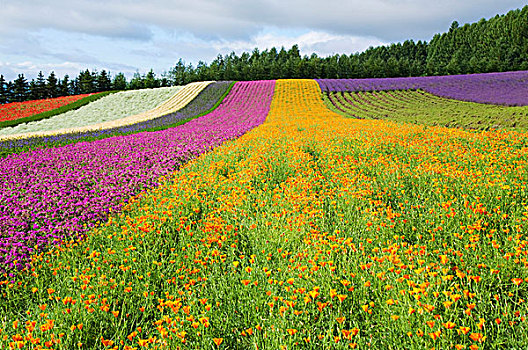 花圃,福良野,北海道,日本,亚洲