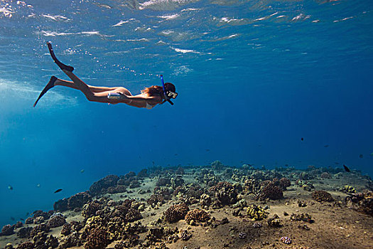 水下视角,女人,潜水,瓦胡岛,夏威夷,美国