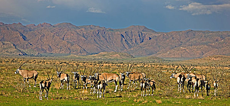 南非大羚羊,羚羊,牧群,纳米比诺克陆夫国家公园,纳米比亚