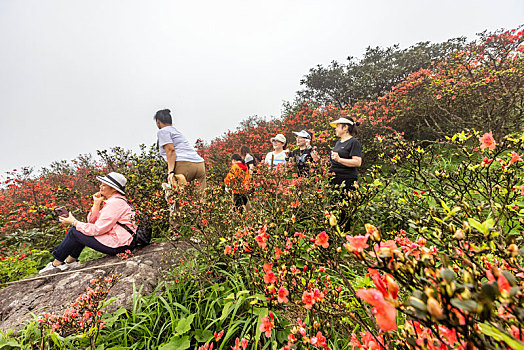 广西昭平县仙殿顶旅游景区,五一,映山红花开迎客来