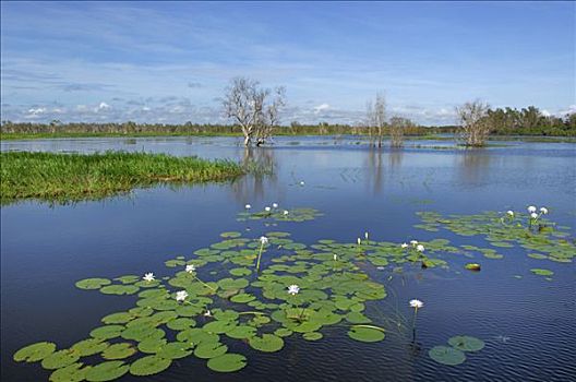 湿地,卡卡杜,国家公园,水,北领地州,澳大利亚