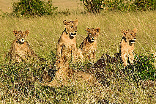 幼狮,狮子,马赛马拉,肯尼亚