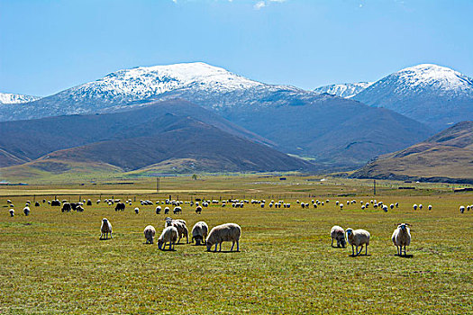 高原雪山草地上上悠闲的羊群