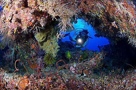 潜水,珊瑚,拱道,巴布亚新几内亚