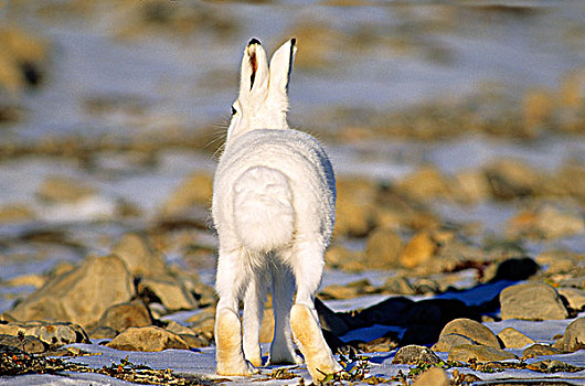 北极兔,兔属,北方,艾利斯摩尔岛