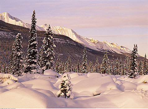山峦,上方,树林,碧玉国家公园,艾伯塔省,加拿大