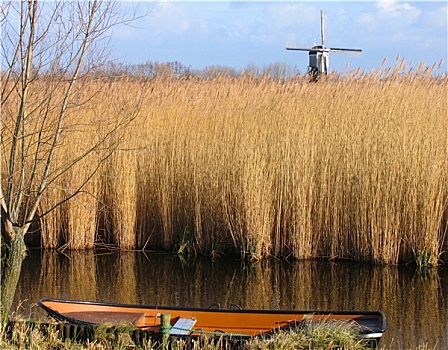 荷兰,芦苇,风景