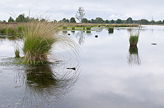 湿地,荷兰,欧洲