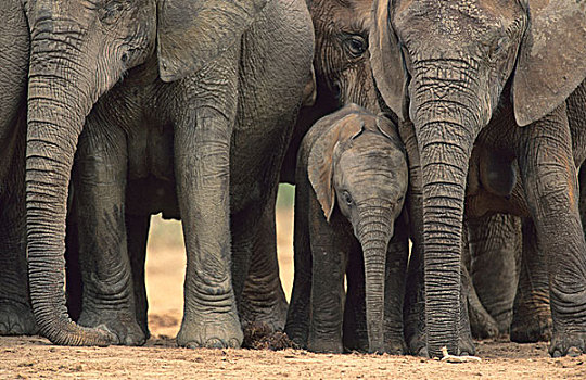 非洲象,幼仔,南非