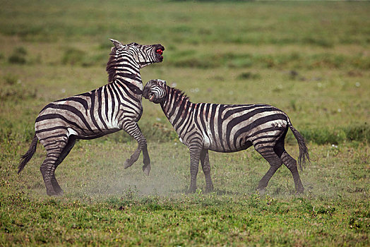 斑马,马,种马,争斗,死亡,塞伦盖蒂,坦桑尼亚,非洲