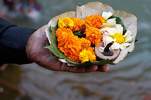 印度,花,漂浮