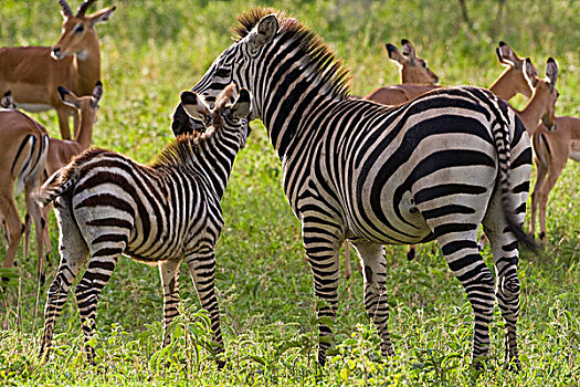 非洲,坦桑尼亚,斑马,黑斑羚,牧群,塔兰吉雷国家公园