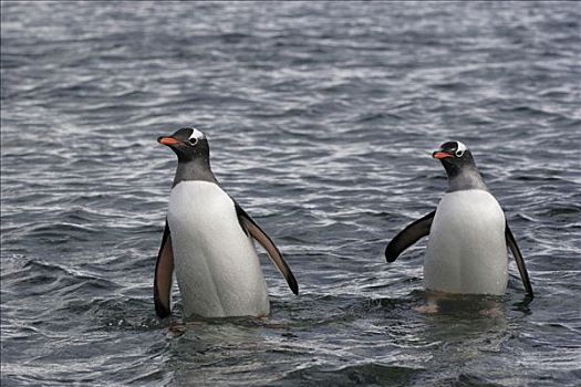 巴布亚企鹅,一对,海洋,南极半岛,南极