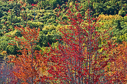 秋色,春天,阿卡迪亚国家公园,缅因,美国