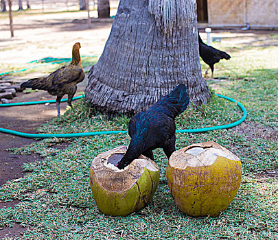 鸡,吃,椰树
