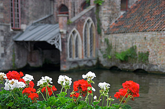 红色,白色,花,老,砖砌建筑,背景,布鲁日,比利时,欧洲