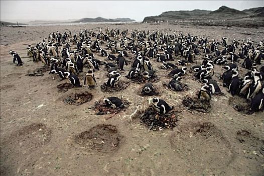 黑脚企鹅,生物群,纳米比亚