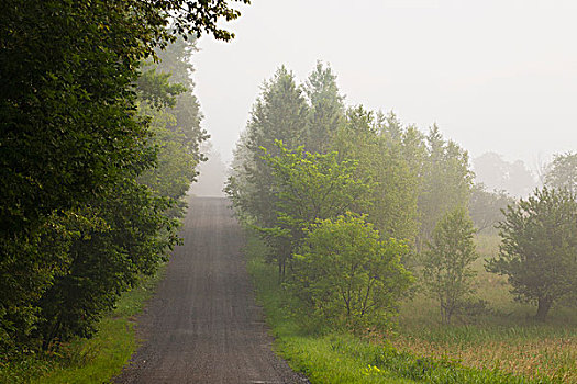 乡间小路,晨雾,铁,山,魁北克,加拿大