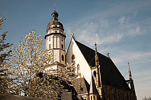 樱桃树,开花,教堂,莱比锡,德国