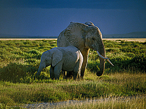 坦桑尼亚,两只,象,热带草原