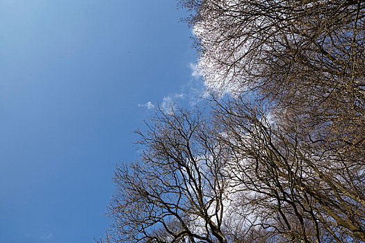 树林,树梢,蓝天
